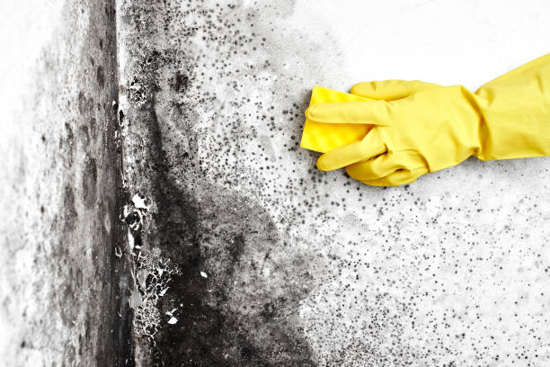 Best Certified Mold Removal  in Fritch, TX