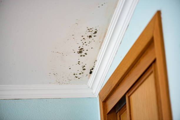 Best Mold Cleaning Services  in Fritch, TX