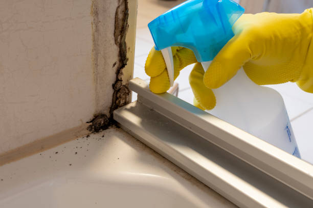 Best Same-Day Mold Removal  in Fritch, TX