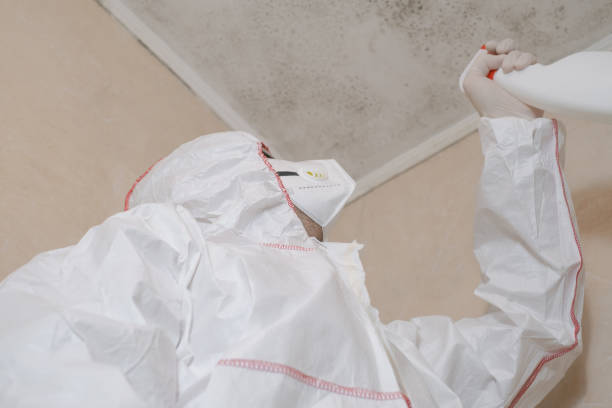 Professional Mold Removal in Fritch, TX