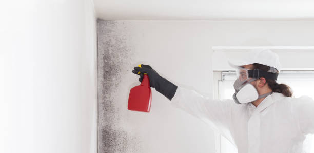 Best Certified Mold Removal  in Fritch, TX