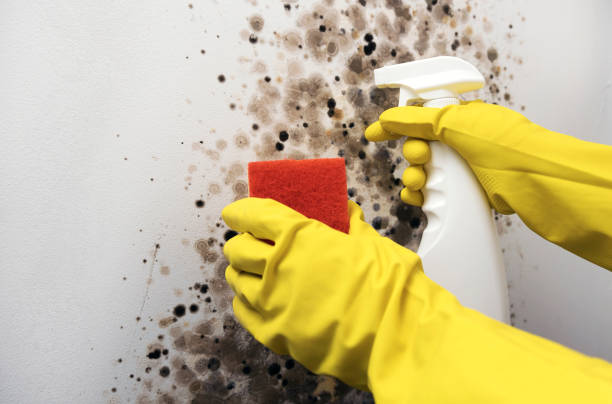 Best Mold Removal Process  in Fritch, TX