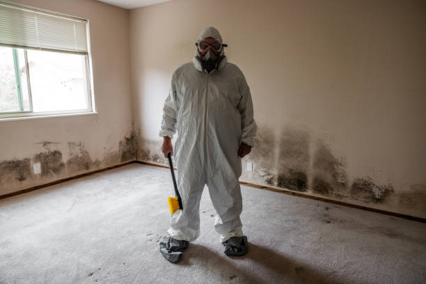 Best Local Mold Removal Service  in Fritch, TX