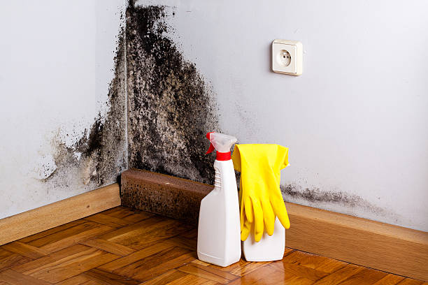 Best Commercial Mold Removal  in Fritch, TX