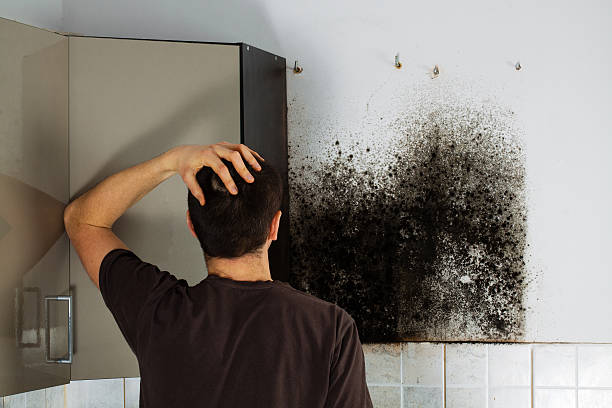 Best Black Mold Removal  in Fritch, TX